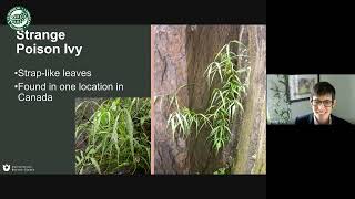 ELA Webinar Poisonous Anacardiaceae Poison Ivy and Beyond with Dr Susan Pell [upl. by Edelsten]