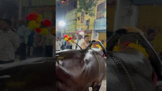 Sadar 🔥💪 bull sadar cow sadarsayyata sadarsongs yadav share short news explore vtuber [upl. by Nitsraek609]