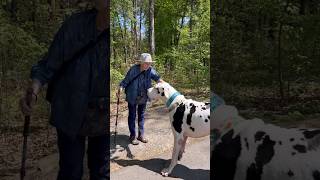 Great Dane Finds His New Grandma l The Dodo animals dodo dogs [upl. by Stargell822]