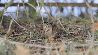 Woodcock Scolopax rusticola feeding in hedgerow Norfolk UK [upl. by Autry]