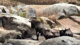 Wildebeest migration deaths in the rocks [upl. by Aehta686]