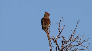 Redfaced Mousebird Call  Blissful Birding  Bird Calls [upl. by Lubba]