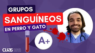 🐾 Grupos Sanguíneos en perro y gato y transfusiones sanguíneas en veterinaria 💉💉 [upl. by Lara]