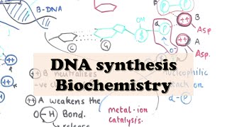 DNA Replication ELONGATION  DNA Synthesis Biochemistry [upl. by Roi]