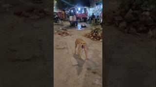 Cute doggy to bark action reactionsortsA furry dog ​​raises its ears and barks streetdog viral [upl. by Bej886]