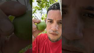 LAS VERDADERAS QUENEPAS DE PUERTO RICO [upl. by Kalam]