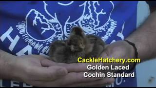 Golden Laced Cochin Standard Chicken Breed [upl. by Yrrehs]