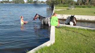 horses first time playing in waterMOV [upl. by Sev]