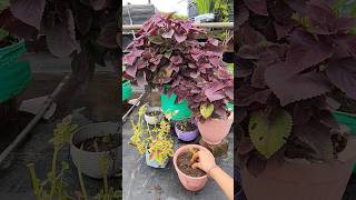 How to Grow Coleus by cutting  Easy way to propagate Coleus Plant shorts [upl. by Eiboh428]