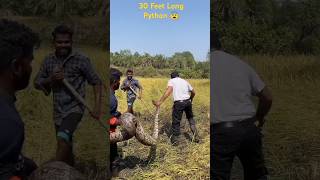 30 Feet Long Python Rescue 😨 snake rescue python [upl. by Cadman]