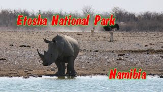 Etosha National park Namibia [upl. by Enyleve443]