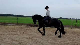 Friesian Stallion Reinder 452 x Fetse 349 [upl. by Suhcnip]