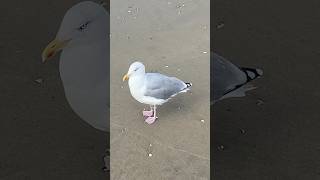 Meeuw  big seagull cleaning itself birds zandvoort beach north sea nederland netherlands [upl. by Nairadas]