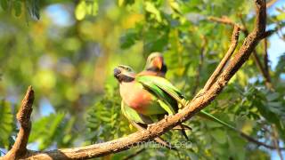 NVP FIELD TEST  NIKKOR 80400mm f4556G ED VR  Redbreasted parakeet [upl. by Aipmylo]