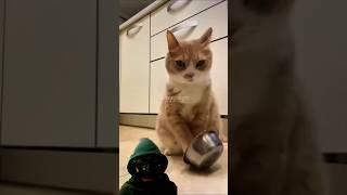 Cats bowl😂 funny funnyanimals funnyshorts shorts short wooppseytv [upl. by Eniretac]