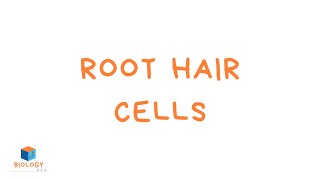 Root Hair Cells KS3 Specialised Plant Cells  Adaptations of Plants Cells [upl. by Fredric876]