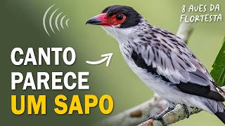 8 AVES da MATA ATLÂNTICA com CANTOS MARCANTES Anambé capitãodesaíra e outros pássaros [upl. by Ardnahsal]