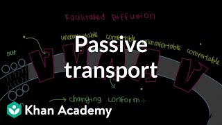 Passive Transport by Facilitated Diffusion  Cells  MCAT  Khan Academy [upl. by Diet]