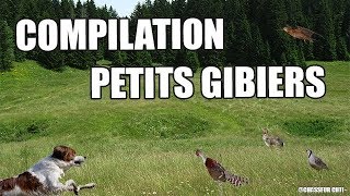 Compilation Petits Gibiers au Chien darrêt 2017 2018 [upl. by Swords]