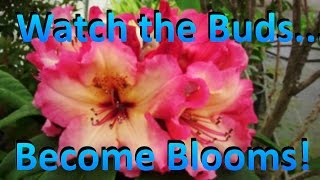 Buds and Blooms Part 4  Rhododendrons are Blooming in the Nursery  Different Stages of Flowering [upl. by Daffodil]