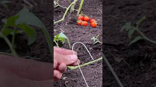 Tomate con Ramas en el suelo [upl. by Forest]