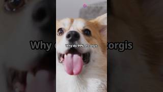 Did you know thatall the fun facts about Corgis [upl. by Parrish926]