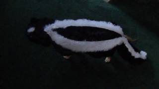 Our Chihuahua in his Halloween Skunk Costume [upl. by Ahsei]