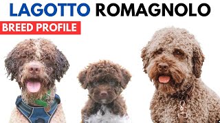 Lagotto Romagnolo Breed Profile History  Price  Traits  Lagotto Romagnolo Grooming Needs [upl. by Swart]