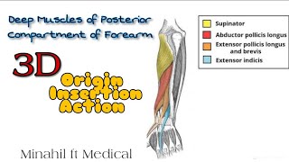 Deep Muscles of Posterior Compartment of Forearm  3D Origin Insertion Action [upl. by Airaet]