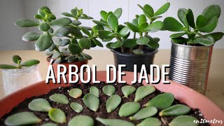 Cómo REPRODUCIR con éxito la suculenta ÁRBOL DE JADE 3 métodos  en20metros [upl. by Edahs]