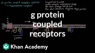 G Protein Coupled Receptors  Nervous system physiology  NCLEXRN  Khan Academy [upl. by Norac]