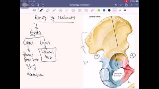 Anatomy of Lower Limb Part 1  Osteology of Hip Bone Ischium [upl. by Anastasie]