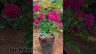 Polyantha pink buttons rose online sale jsrhitechnursery garden youtubeshorts flowers viral [upl. by Ayetal]