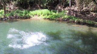 Kipu Falls Rope Swingmov [upl. by Ynna]