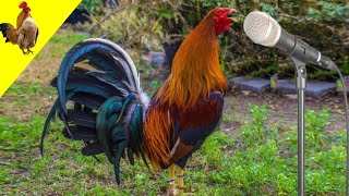 elegant rooster crowingsound effect [upl. by Johan]