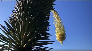 Yucca filifera Izote [upl. by Marv359]