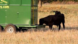 Automatic Livestock Feeder [upl. by Bert]