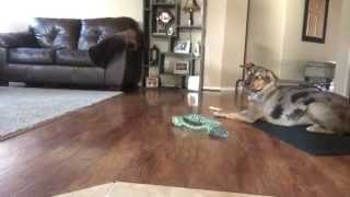 Hyper Catahoula Learns Advanced Obedience with E Collar Training [upl. by Ecam]