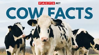 Cow Facts Beyond Your Milk Carton [upl. by Agarhs505]