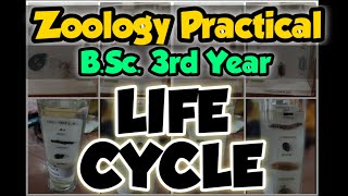 LIFE CYCLE  ZOOLOGY PRACTICAL  Bsc 3rd year [upl. by Eeslehc]