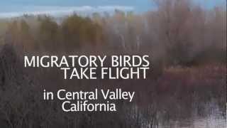 Migratory birds take flight from WRP Easement in Central Valley California [upl. by Jerz]