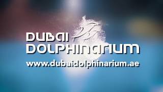 DOLPHIN SHOW  Dubai Dolphinarium [upl. by Eocsor]