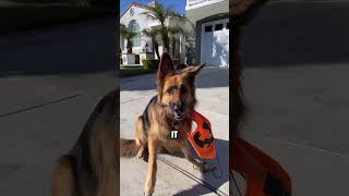 SENDING MY DOG TRICK OR TREATING… [upl. by Leveridge]