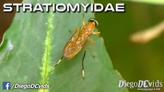 Ptecticus elongatus  Soldier fly species Stratiomyidae  Sarginae Mosca Soldado [upl. by Dirfliw]