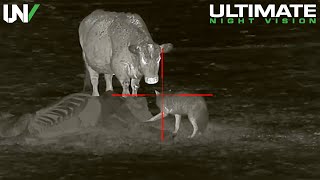 Cattle Rancher has a Big Problem  Hunting Predators with Thermal [upl. by Anitnamaid]