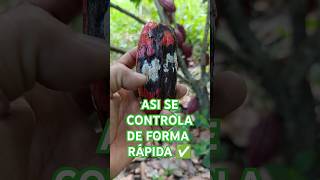 Control de ENFERMEDAD en el CACAO ☣️☣️☣️ [upl. by Cleti]