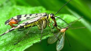 The right moves spider and insect courtship [upl. by Polivy]