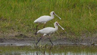 Birds Botswana Part 1 [upl. by Renzo281]