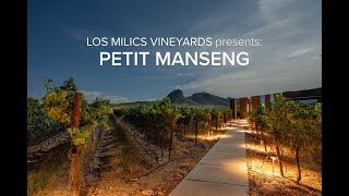 Los Milics Vineyards Petit Manseng [upl. by Schnapp13]