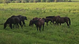 Wild horses at Paynes Prarie State Park [upl. by Marlin]